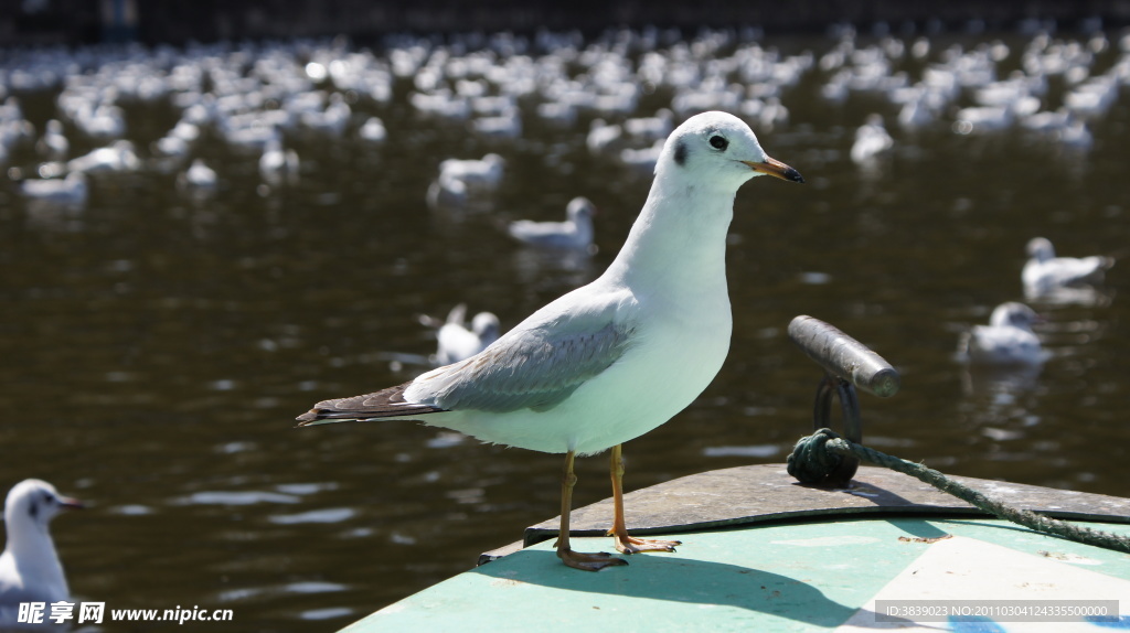 翠湖海鸥