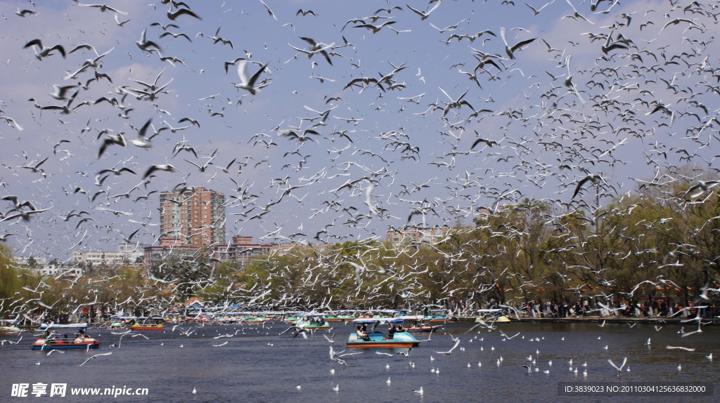 翠湖海鸥