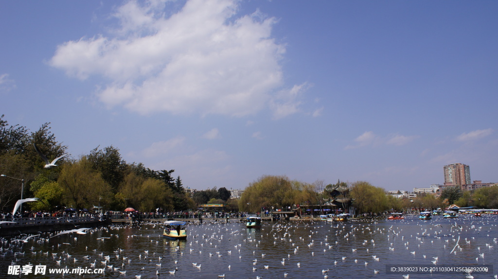 翠湖海鸥