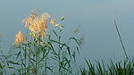 日本风光芦苇花