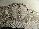 鳄鱼装饰图设计