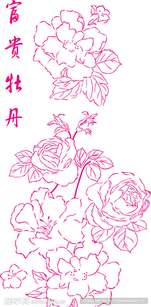 牡丹花卉