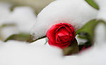 雪中茶花