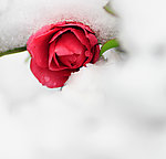 雪中娇