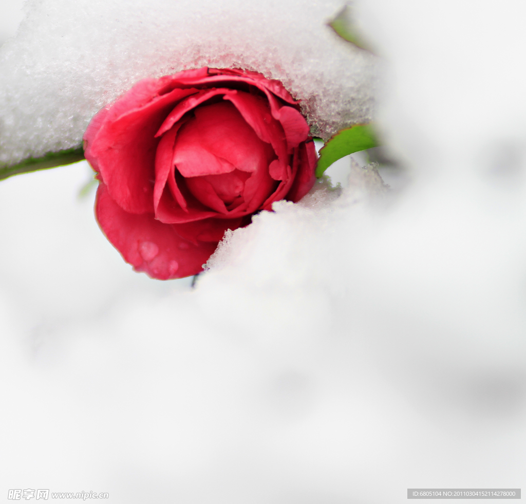 雪中娇