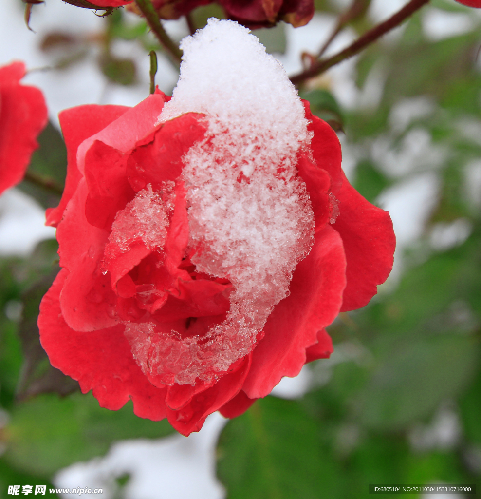 雪洁恋花红