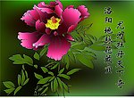 牡丹花