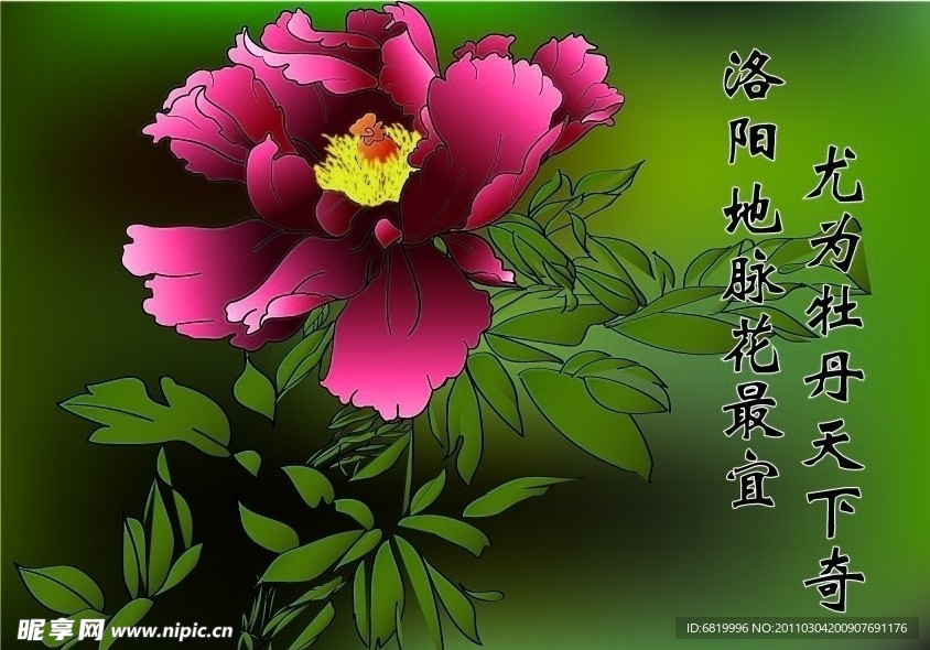 牡丹花