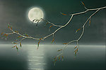 晚夜月亮