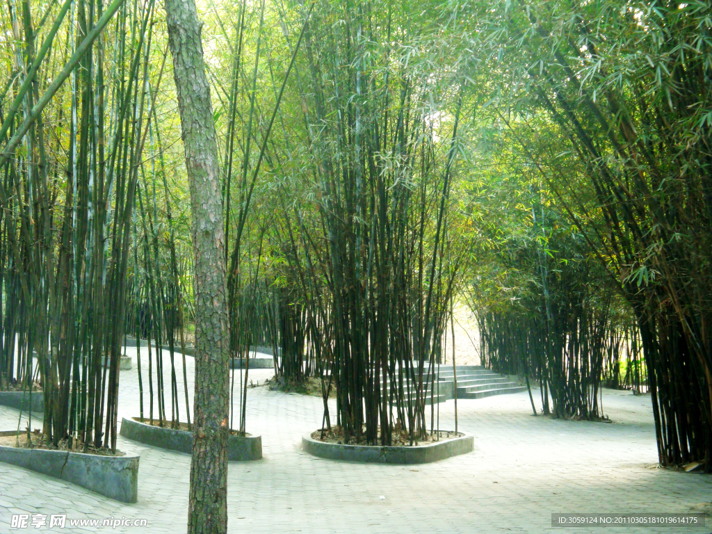 狮山公园竹林