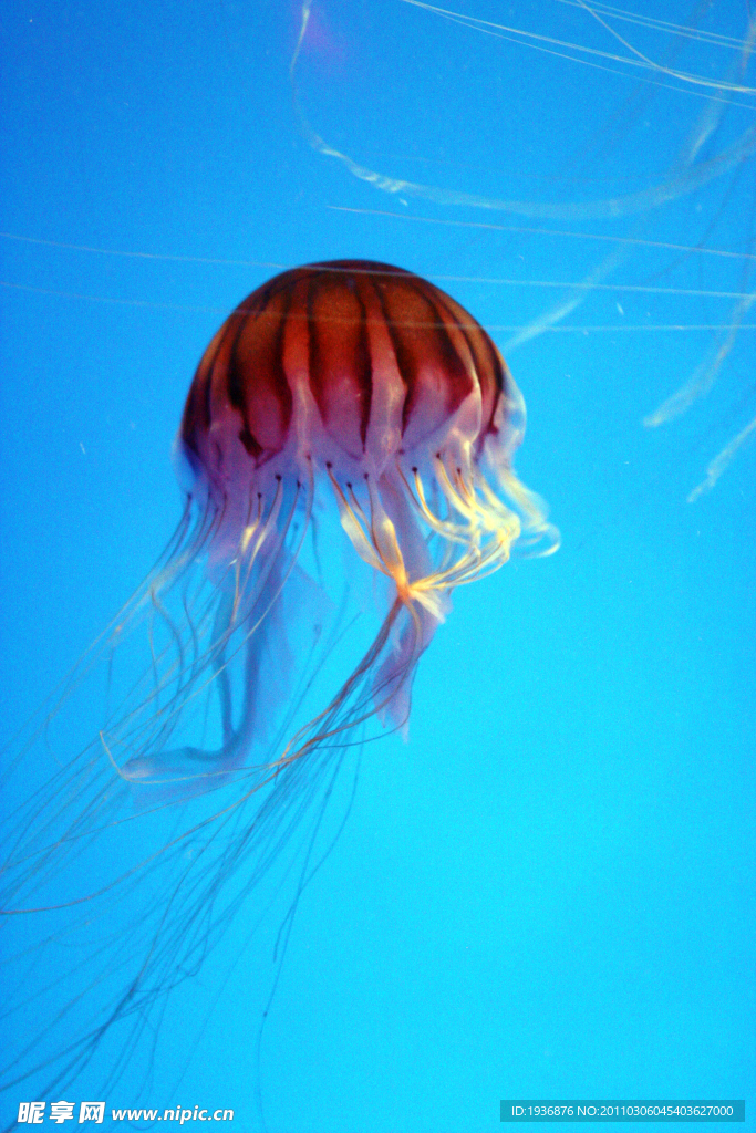 水母