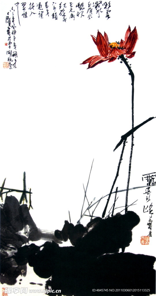 朱荷