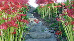 日本风光 花间小路
