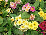 报春花