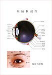 眼睛解剖图