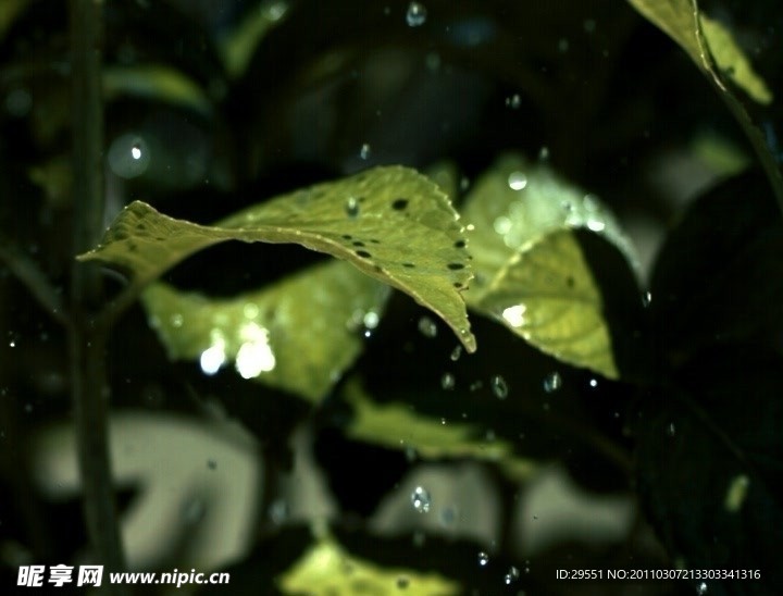 水滴树叶