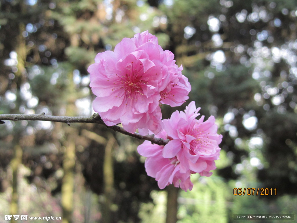 樱花