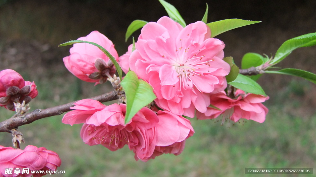 桃花