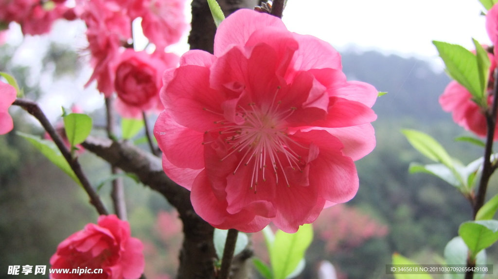 桃花