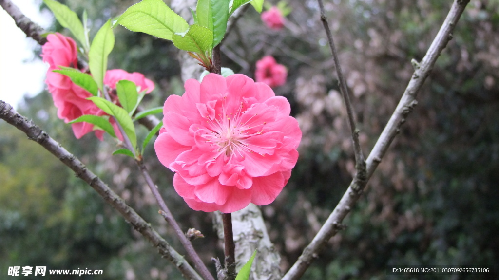 桃花