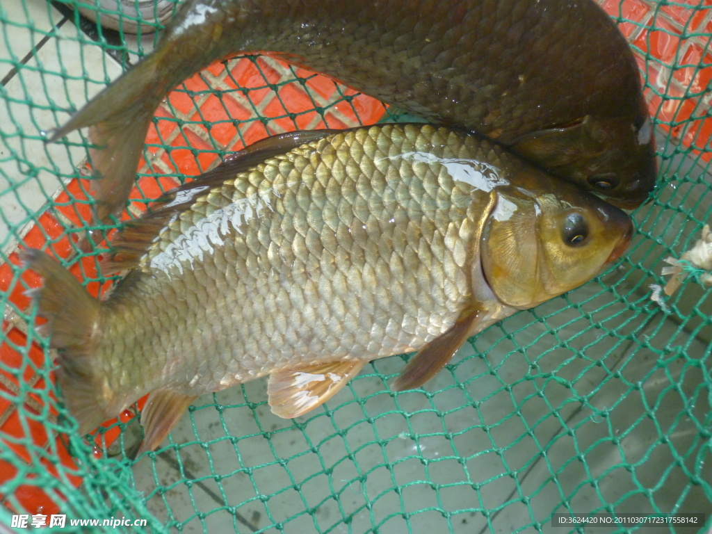 野生鯽魚圖片