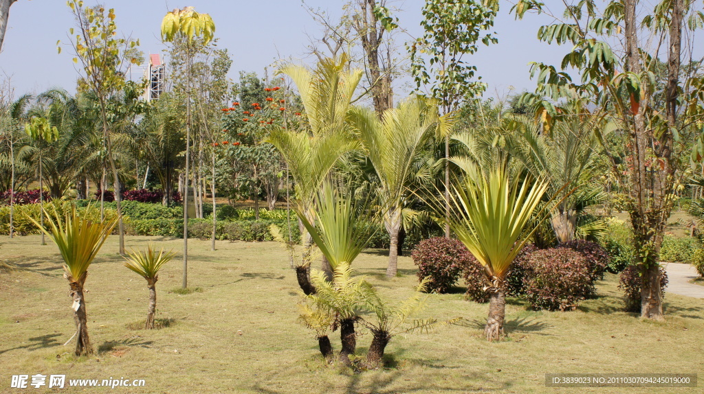 热带园林植物