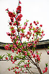 桃花开