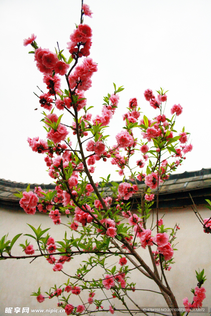 桃花开