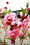 桃花开