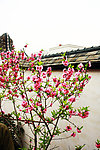 桃花开