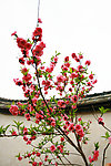 桃花开
