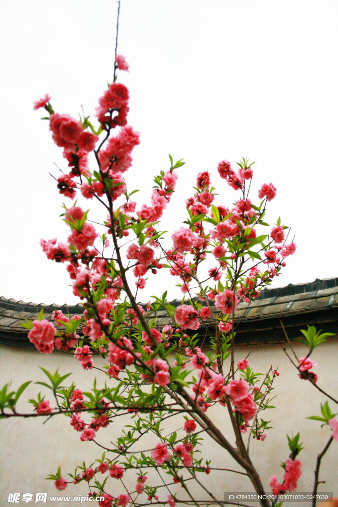 桃花开