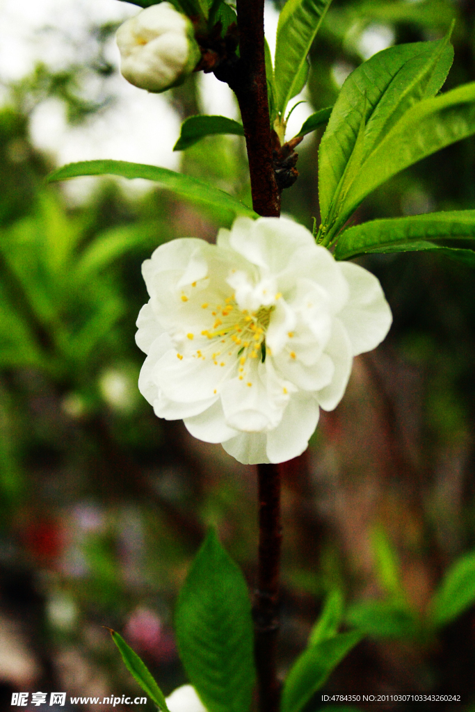 桃花开