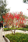 桃花开