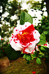 茶花