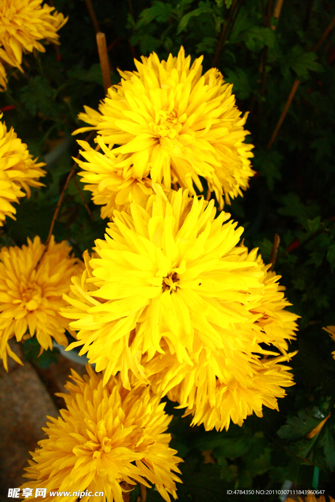 菊花