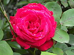 月季花