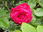 月季花