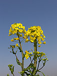油菜花