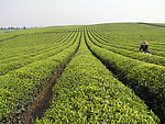 茶山
