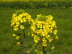 油菜花