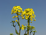 油菜花