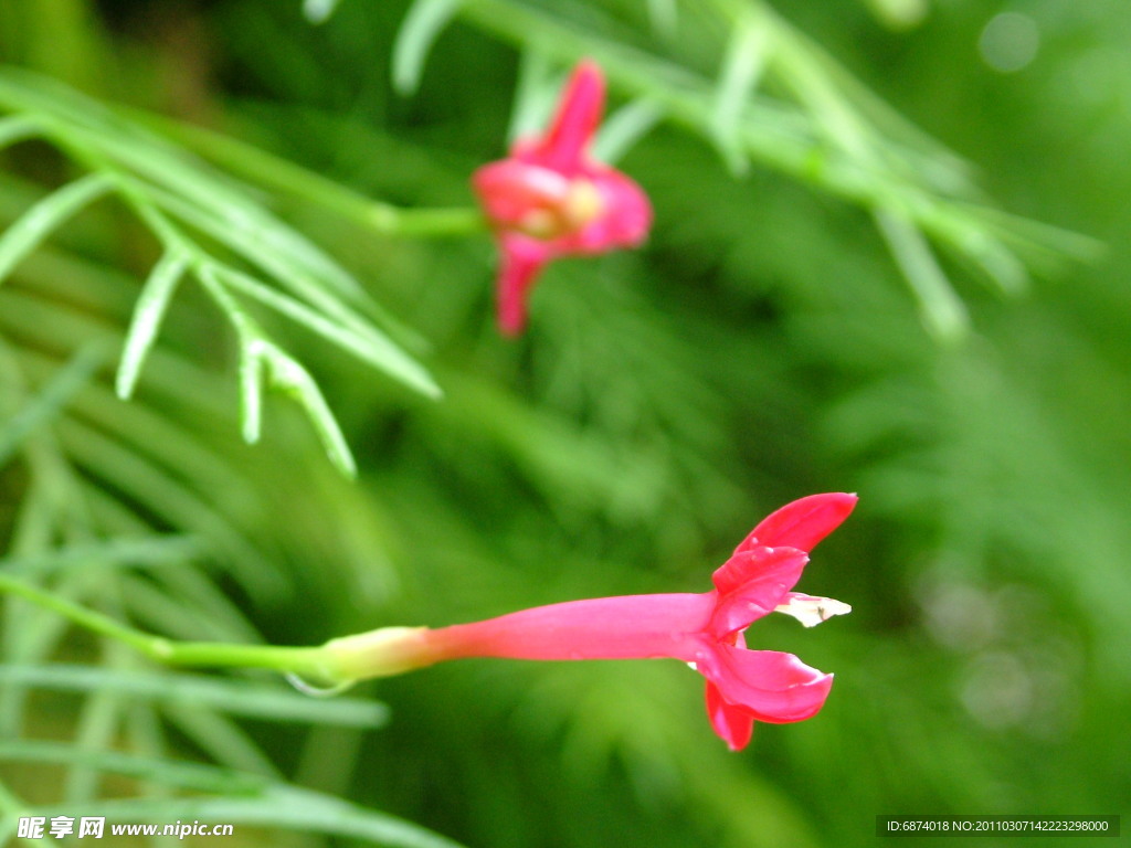 五星花