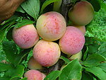 李子 龙园密李