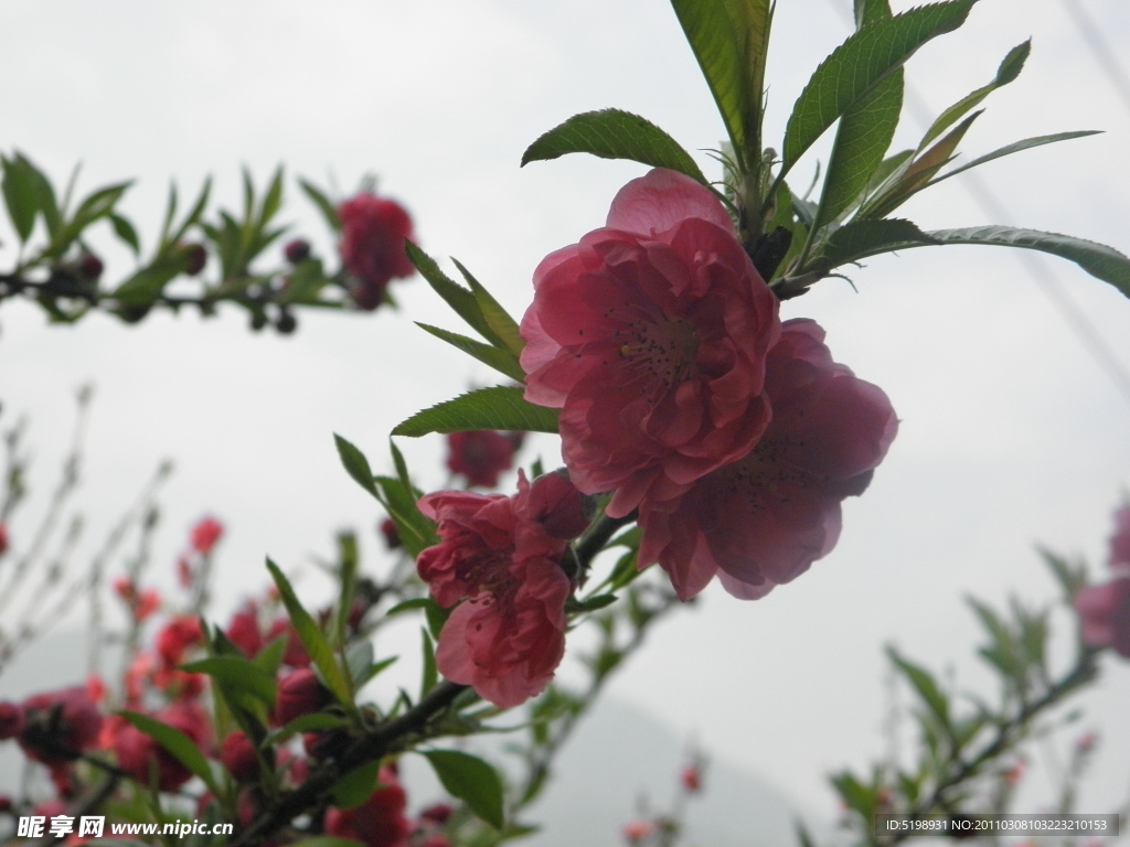 桃花