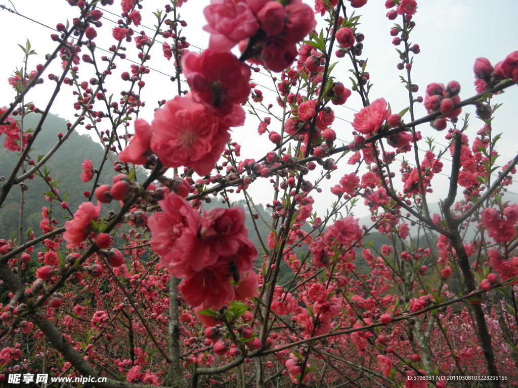 桃花