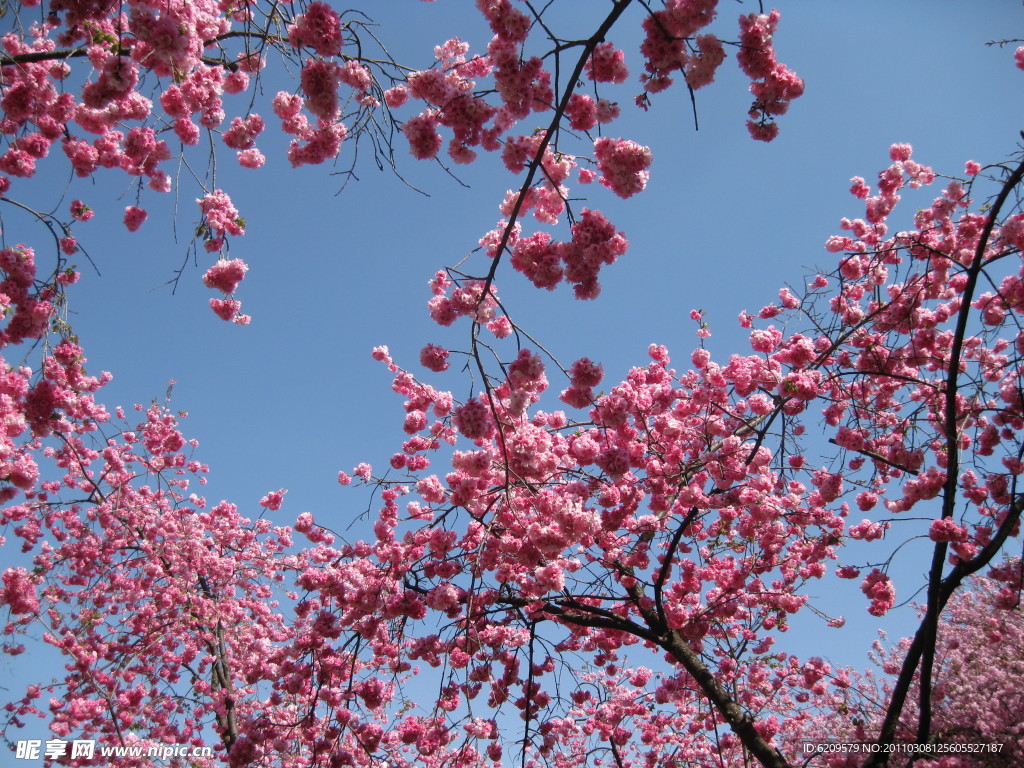 樱花
