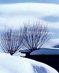 雪景 树枝