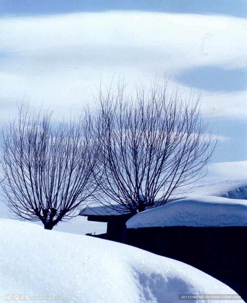 雪景 树枝