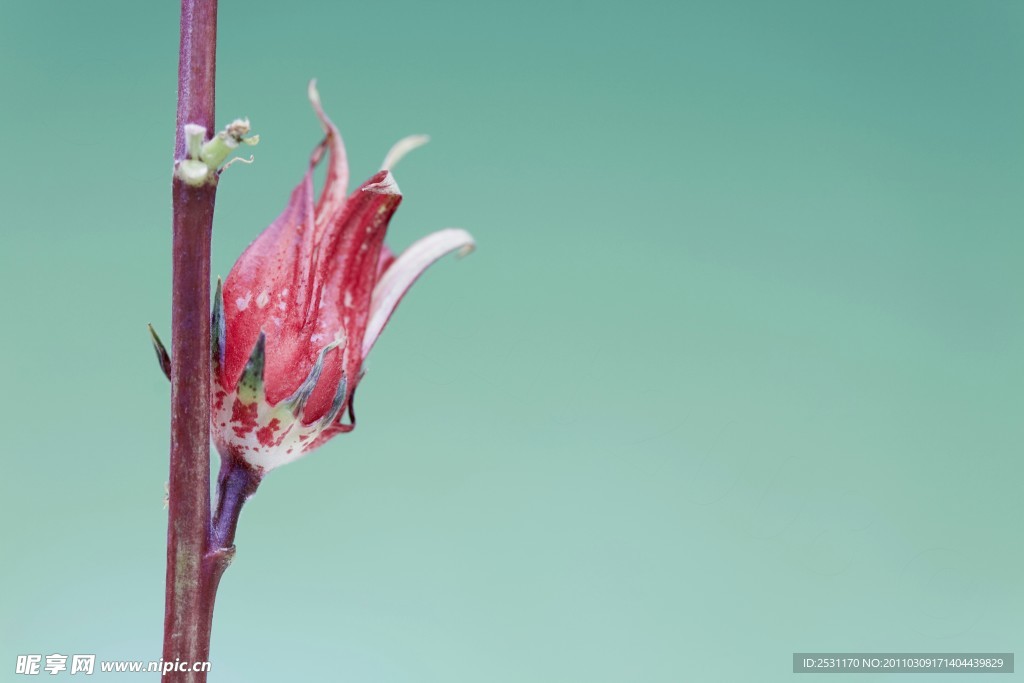 花苞